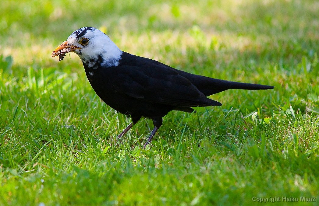 Amsel (Teilalbino) – Turdus merula