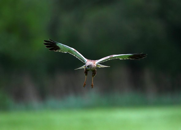 Rohrweihe - SPA-Kartierung Schorfheide-Chorin