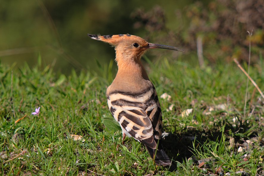 Wiedehopf - Artenschutzgutachten Wustermark