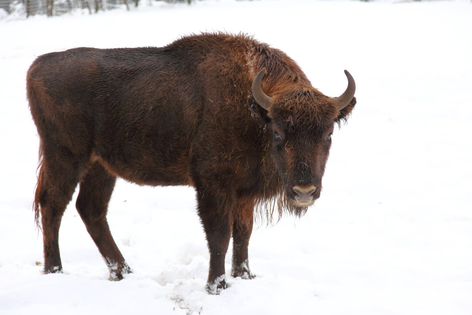 Wisent-Projekt – Rothaargebirge